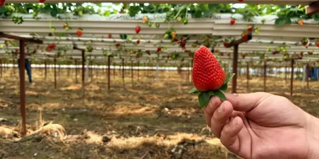 Serik’te kurduğu tesiste üretime başladı: Avrupa ve Asya ülkeleri kasa kasa alıyor 5
